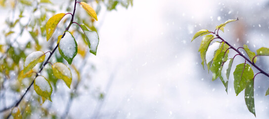 Snowy tree branches in winter on blurred background, copy space