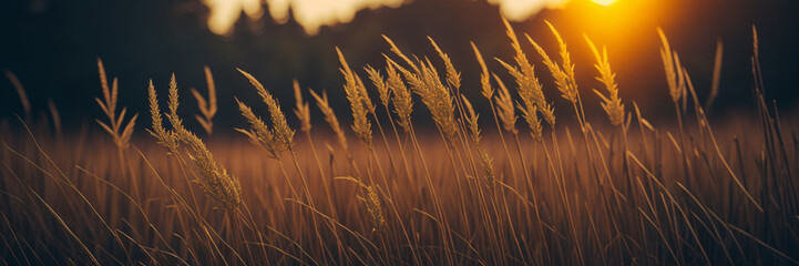 Wild grass in the forest at sunset. Macro image, shallow depth of field. Abstract summer nature background. Vintage filter