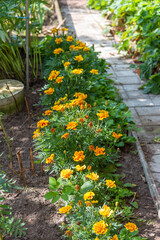 Fototapeta na wymiar Marigolds growing along a garden path in bright sunlight.