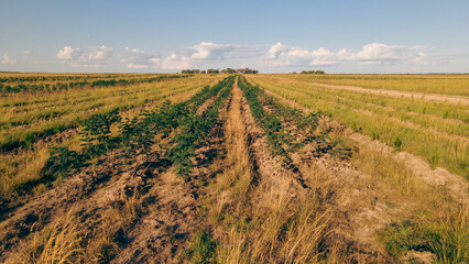 Reforestation field in Argentina, promoting sustainability, green benefits, and carbon capture
