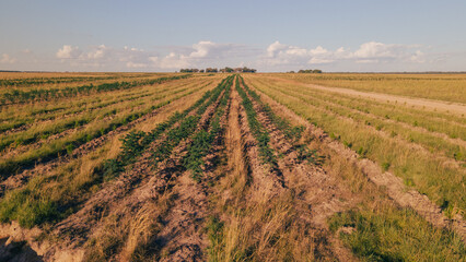 Reforestation field in Argentina, promoting sustainability, green benefits, and carbon capture
