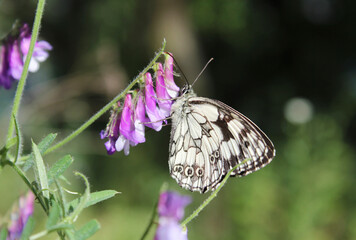 butterfly on flower