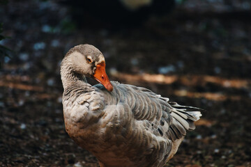 Goose relaxing in the summer evening near the lake