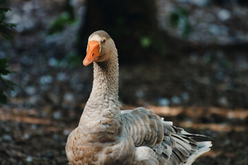 Goose relaxing in the summer evening near the lake