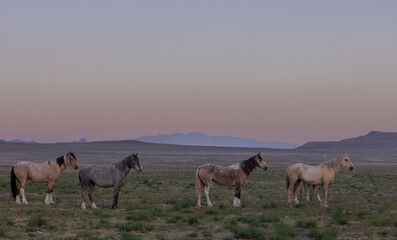 Wild Horses in Springtime in the Utah Desert