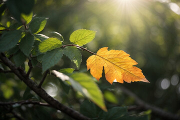 leaf