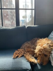 sad dog on sofa