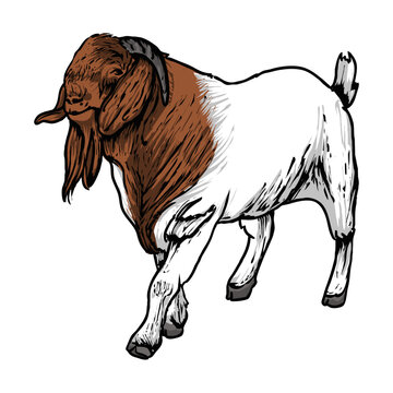 Buck Boer Goat Vector Stock-2