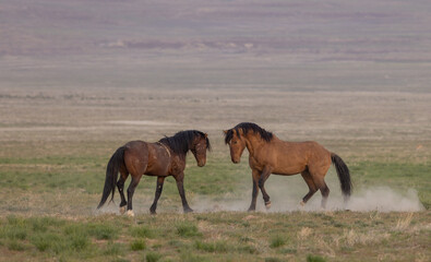 Wild Horses in Springtime in the Utah Desert