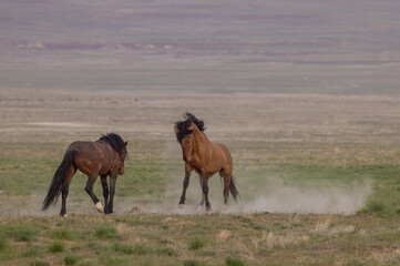 Wild Horses in Springtime in the Utah Desert