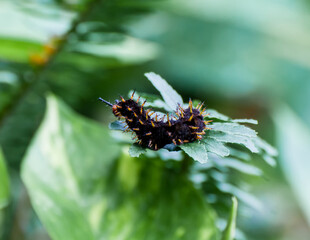 caterpillar on leaf