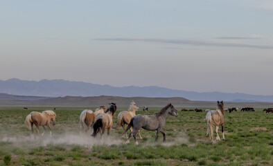 Wild Horses in Springtime in the Utah Desert