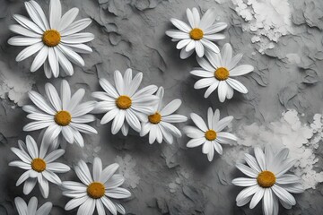 white daisies on background