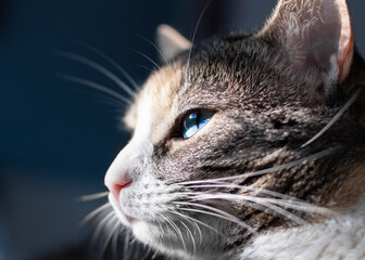 Portait of a cute and beautiful cat