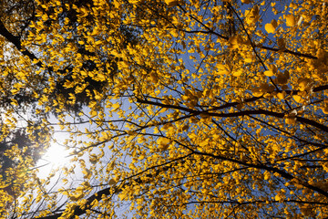 trees with orange and yellow foliage are illuminated by sunlight