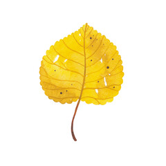Watercolor yellow birch leaf. Natural branch of autumn leaf isolated on white background. Hand drawn botanical illustration. Forest wild plant.