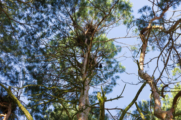 pine trees view from bottom to top in spring