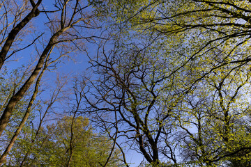 deciduous trees in a mixed forest in the spring season