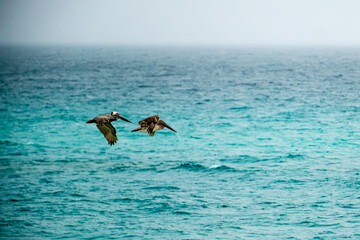 Pelicans from the fog