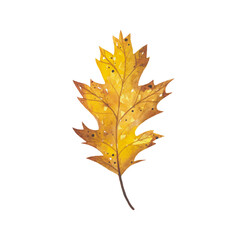 Watercolor yellow oak leaf. Natural branch of autumn leaf isolated on white background. Hand drawn botanical illustration. Forest wild plant.