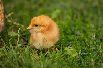 little chicken walks on the grass