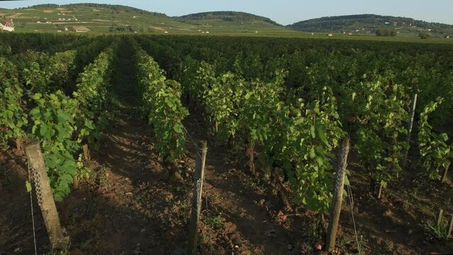 Vineyards near Beaune, Burgundy, France