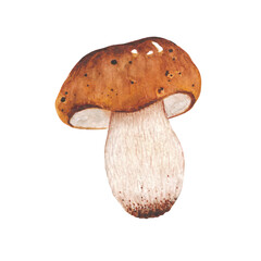 Watercolor white mushroom. Natural food of autumn forest isolated on white background. Hand drawn botanical illustration. Forest wild plant.