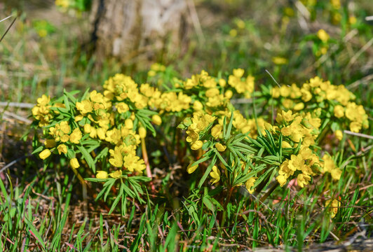 Leonticeae (Gymnospermium odessanum), spring first vet, flowering plant in the wild, Red Book of Ukraine