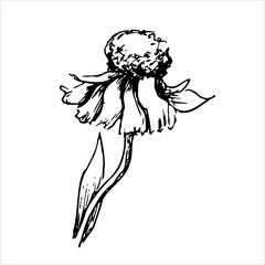 linear graphic drawing of a wildflower. Plants and flowers