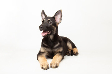  portrait funny cute german shepherd dog puppy looking up. cute dog studio shot on isolated white background with copy space