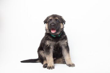  portrait funny cute german shepherd dog puppy looking up. cute dog studio shot on isolated white background with copy space