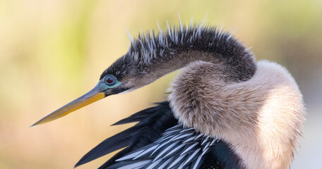 Anhinga preening feathers