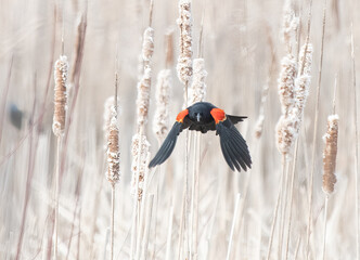 Red-winged blackbird in flight