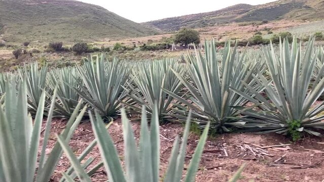 Entre Agaves (Matatl&aacute;n) 2