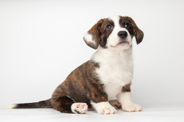 Welsh Corgi Cardigan cute fluffy dog puppy. funny happy animals on white background with copy space