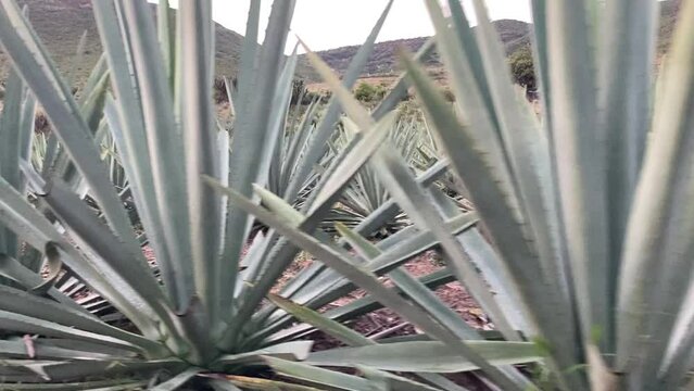 Campo de Agave (Matatl&aacute;n) 4