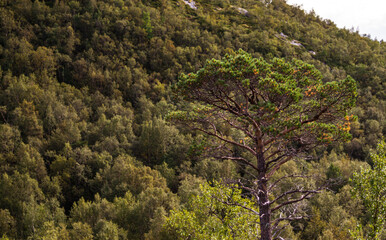pine trees in the mountains
