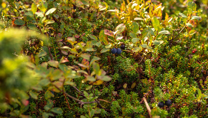 blueberries in moss on the ground