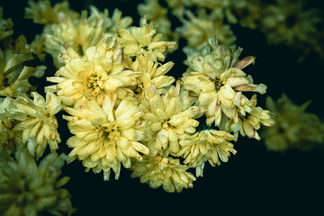 Yellow Florists' Chrysanthemum flowers after the rain