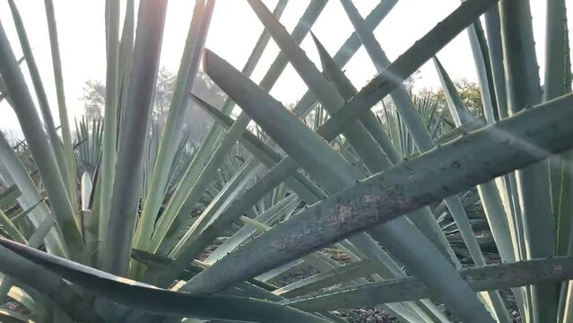 Entre Agaves (Matatl&aacute;n) 5