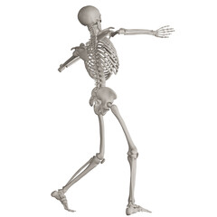 skeleton posing 3d render illustration with transparent background
