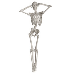 skeleton posing 3d render illustration with transparent background