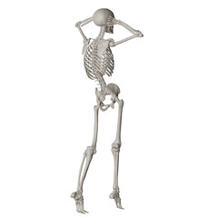 skeleton posing 3d render illustration with transparent background