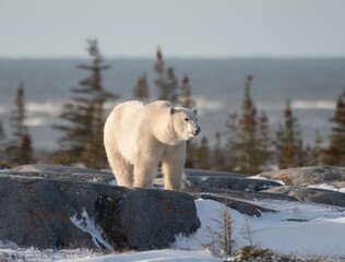 Polar Bear in the wild