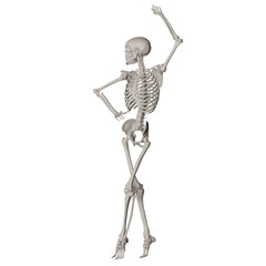 skeleton posing 3d render illustration with transparent background