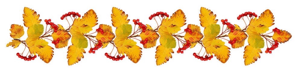 Hawthorn branches in autumn garland isolated on white or transparent background