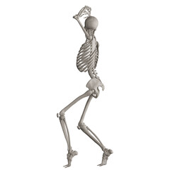 skeleton posing 3d render illustration with transparent background