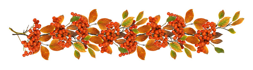Autumn twig with colorful leaves and rowanberries in a seasonal garland isolated on white or...