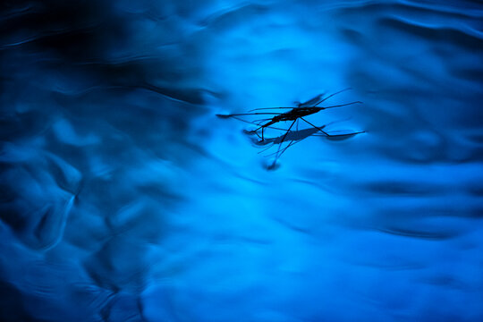 Insect Gerris lacustris in water