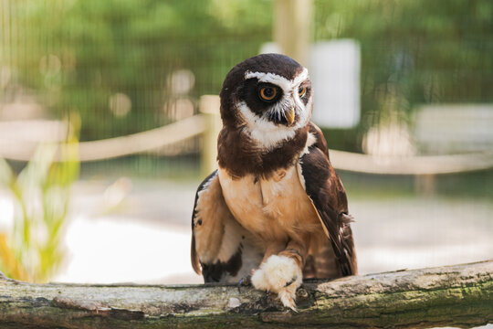 Spectacled owl perching on tree in zoo